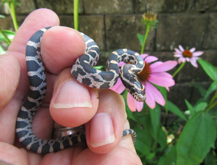 Okeetee Corn Snake